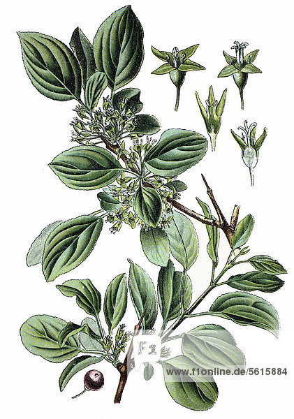 Kreuzdorn (Rhamnus cathartica)  Nutzpflanze  Heilpflanze  historische Chromolitographie  ca. 1870
