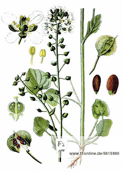 Löffelkraut (Cochlearia officinalis)  Nutzpflanze  Heilpflanze  historische Chromolitographie  ca. 1870