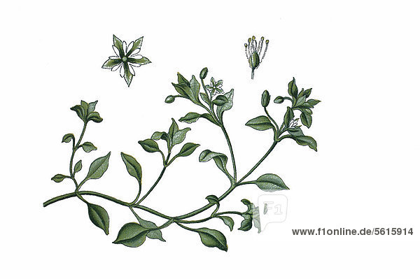 Vogelmiere (Stellaria media)  Heilpflanze  historische Chromolithographie  ca. 1870