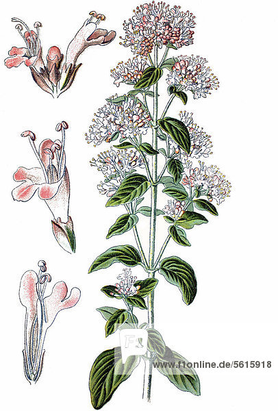 Oregano  Gemeiner Dost (Origanum vulgare)  Heilpflanze  historische Chromolithographie  ca. 1870