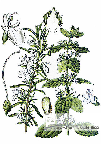 Rosmarin (Rosmarinus officinalis) links  Zitronenmelisse (Melissa officinalis) rechts  Heilpflanzen  historische Chromolithographie  ca. 1870