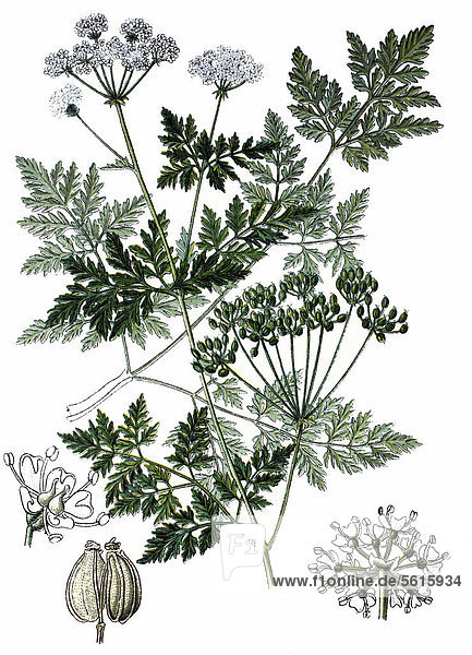 Gefleckter Schierling (Conium maculatum)  Heilpflanze  Giftpflanze  historische Chromolithographie  ca. 1870