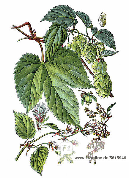 Hopfen (Humulus lupulus)  Heilpflanze  Nutzpflanze  historische Chromolithographie  ca. 1870
