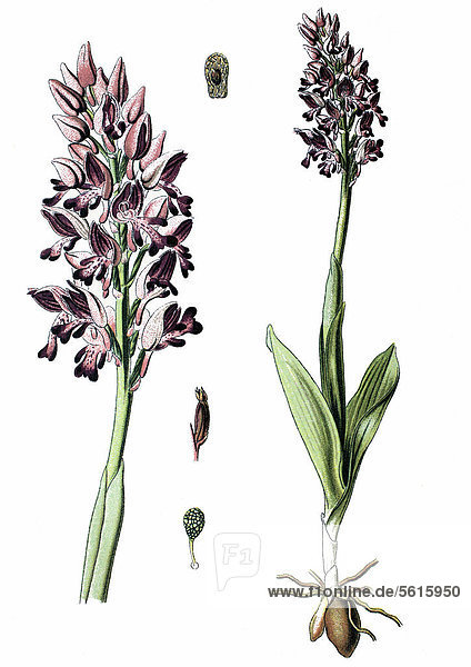 Military orchid (Orchis militaris)  medicinal plant  historical chromolithography  1870