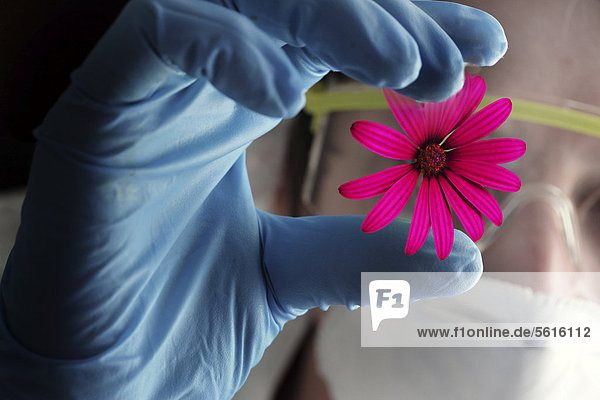 Wissenschaftler betrachtet Blüte