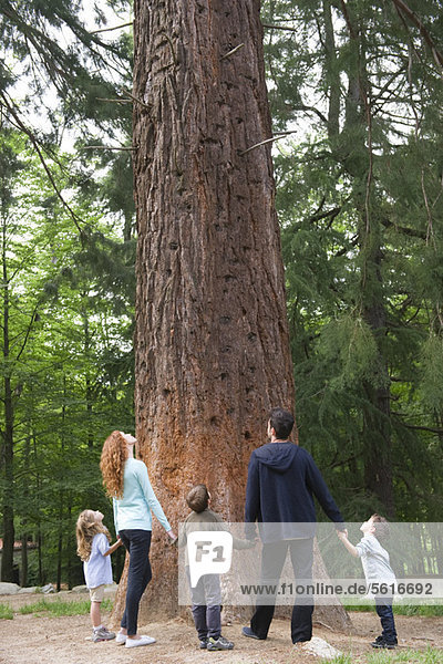 Familie steht zusammen am Fuß des hohen Baumes  Rückansicht