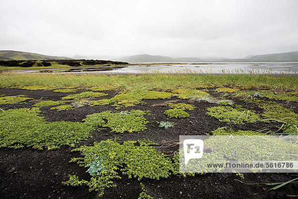 Halbinsel DyrhÛlaey  Island