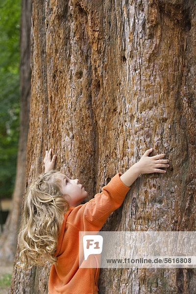 Kleines Mädchen berührt großen Baumstamm  schaut nach oben