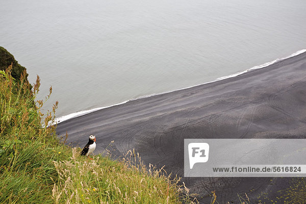 Papageitaucher auf einem Hügel mit Blick auf den schwarzen Sandstrand  Halbinsel DyrhÛlaey  Island