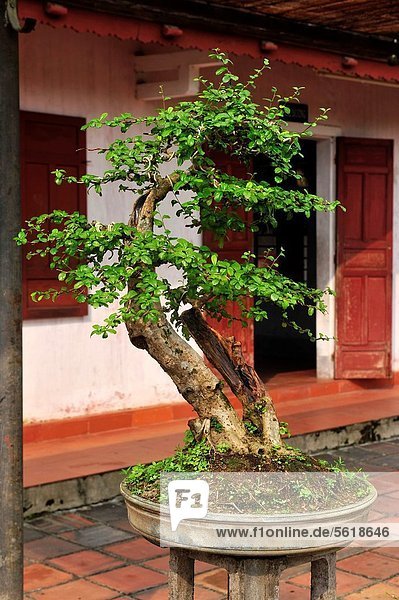 Baum  Garten  Bonsaibaum  Asien  Pagode  Südostasien  Vietnam