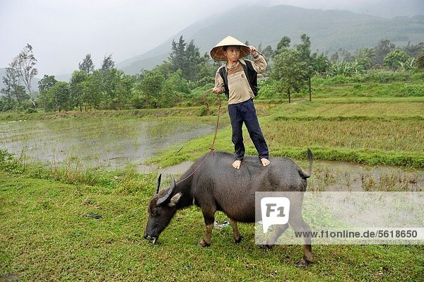 Ländliches Motiv  ländliche Motive  Wasser  Junge - Person  jung  Zimmer  Büffel  Asien  Südostasien  Vietnam  vietnamesisch