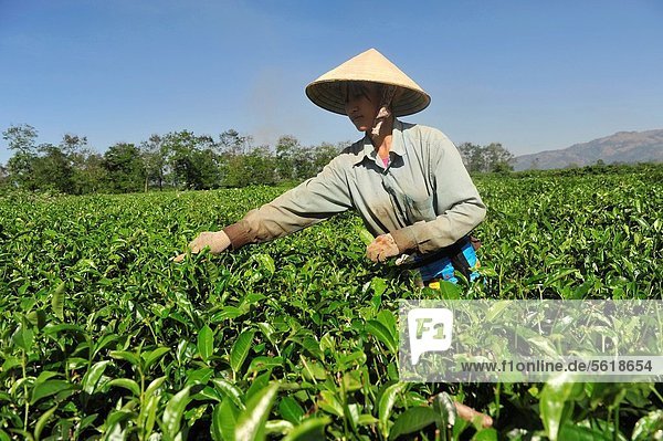 Frau  Highlands  Mittelpunkt  aufheben  Plantage  Asien  Südostasien  Tee  Vietnam