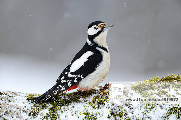 Great Spotted Woodpecker (Dendrocopos major) during snowfall  Bulgaria  Europe