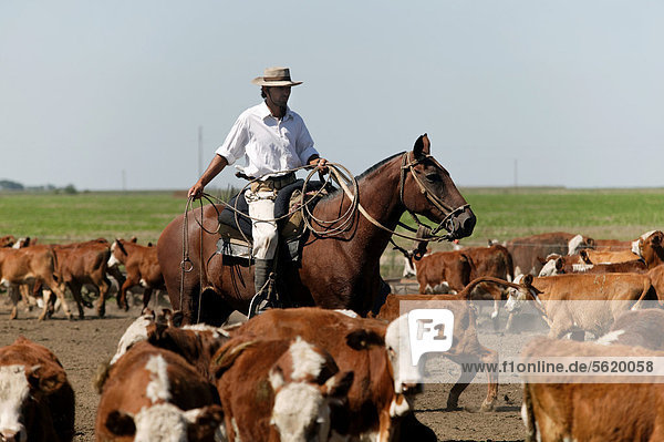 Gaucho on horseback  driving cattle  Estancia San Isidro del Llano towards Carmen Casares  Buenos Aires province  Argentina  South America
