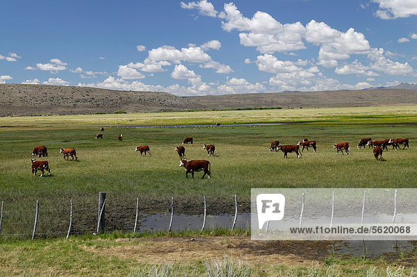 Cattle on pasture near Rio Mayo  Chubut province  Patagonia  Argentina  South America