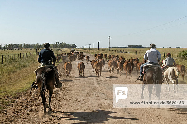 Gauchos on horseback  driving cattle  Estancia San Isidro del Llano towards Carmen Casares  Buenos Aires province  Argentina  South America