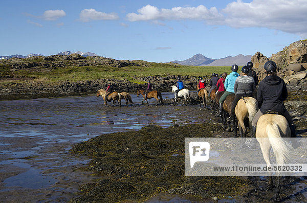 People riding Icelandic Horses in Iceland  SnÊfellsnes Peninsula  Iceland  Europe