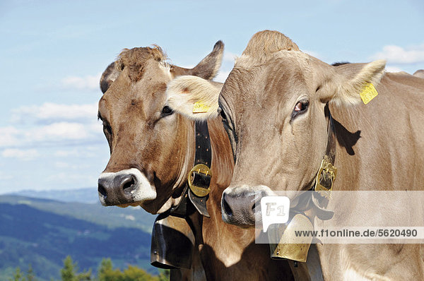 Zwei Kühe  Braunvieh  Oberstaufen am Hündle  Bayern  Deutschland  Europa