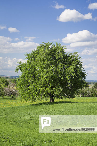 Apfelbaum (Malus domestica) auf einer Wiese  Baden-Württemberg  Deutschland  Europa