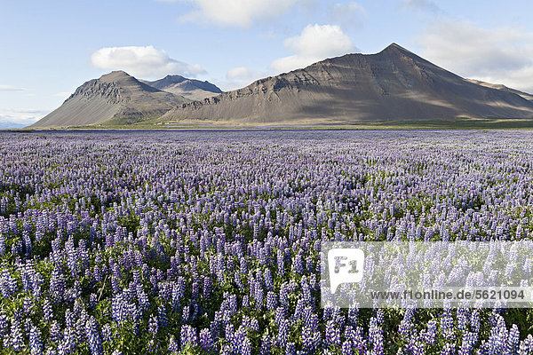 Open fields full of blooming Nootka Lupine (Lupinus nootkatensis) in front of the lava mountains near Akranes in the west of Iceland Europe