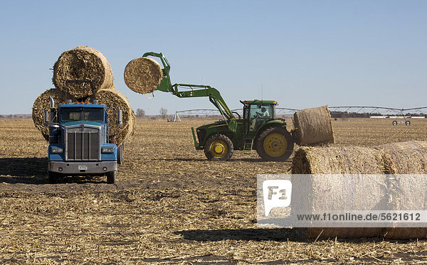 Heuballen werden auf einem Feld auf einen Lastwagen geladen  Lexington  Nebraska  USA