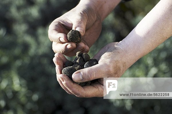 Hands holding black truffles