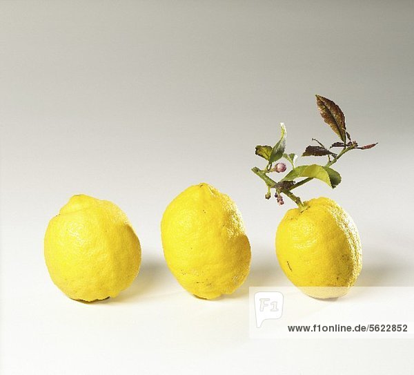 Drei Zitronen  eine davon mit Stiel und Blättern