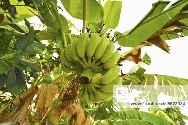 Bananenstaude am Baum