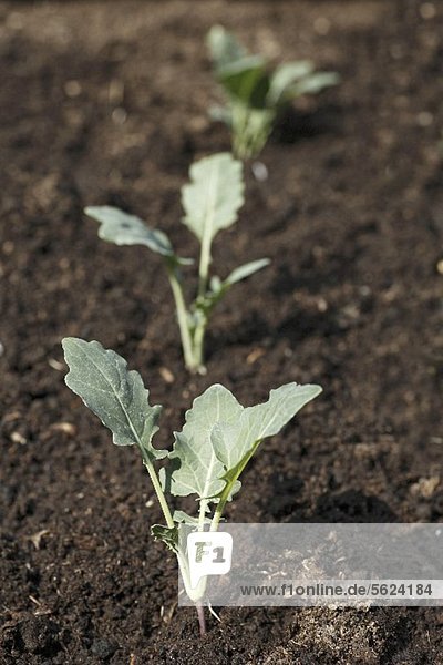 Small kohlrabi plants in a vegetable patch