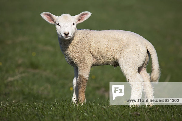 Schaf auf einer Wiese  Schleswig-Holstein  Deutschland  Europa