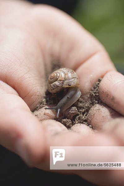 Hand holding small snail with soil