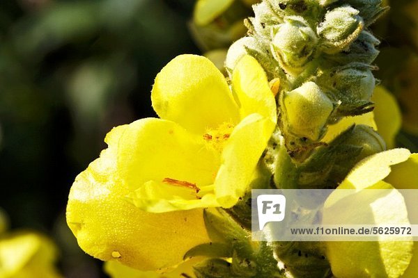 Mulleins flowers and buds (Verbascum)