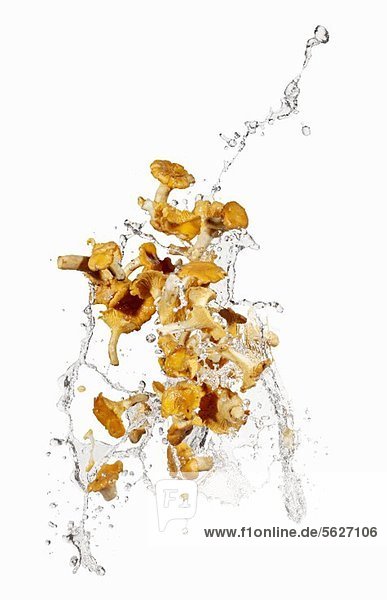 Pfifferlinge mit Wassersplash