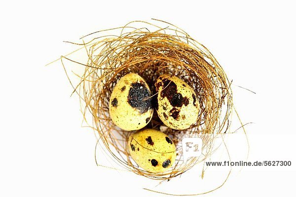 Drei Wachteleier im Nest (Draufsicht)