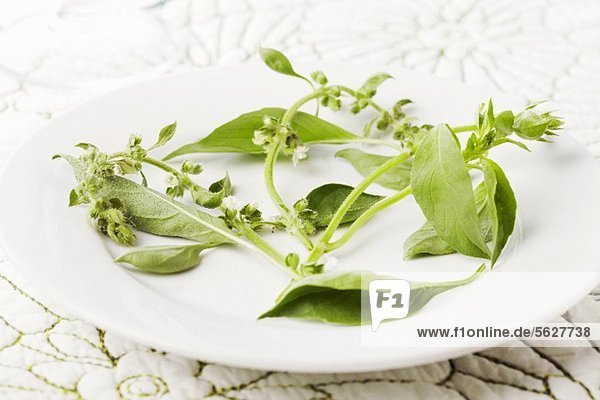 Fresh Lemon Basil with Flowers