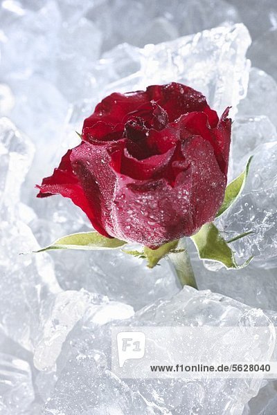 Rote Rose im Eis