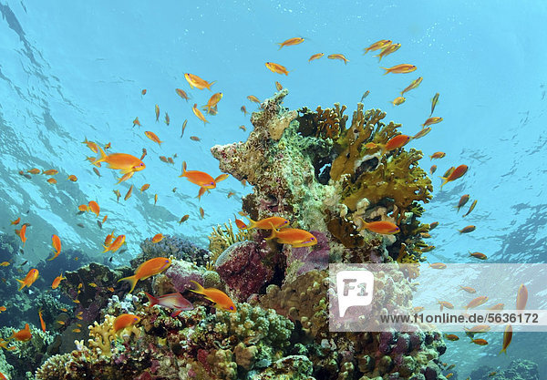 Juwelen-Fahnenbarsch (Pseudanthias squamipinnis)  Rotes Meer  Ägypten  Afrika