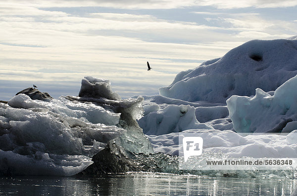 Möwen (Laridae) über blauen und von Asche schwarz gefärbten Eisbergen und Eiskristallen  Gletscherlagune Jökuls·rlÛn  Vatnajökull Gletscher  Austurland  Ost-Island  Island  Europa