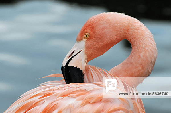 Kuba-Flamingo  Kubaflamingo (Phoenicopterus ruber)  Gefiederpflege  Hamburg  Deutschland  Europa