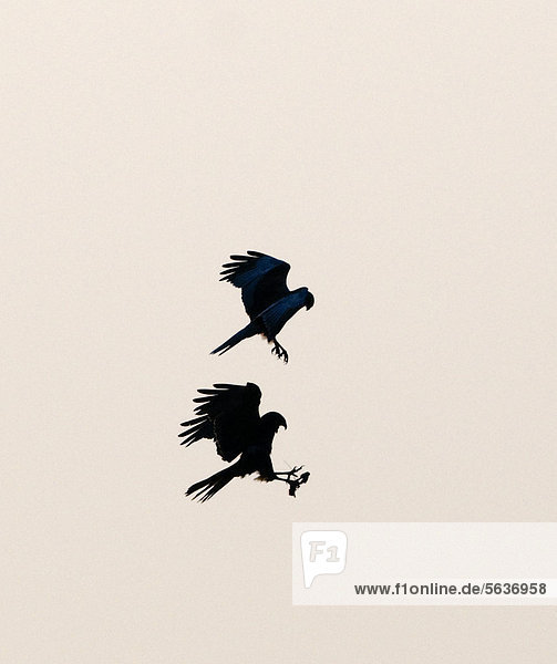 Rohrweihe (Circus aeruginosus)  Männchen  Altvogel übergibt Nahrung an Jungvogel  als Silhouette im Flug  Cley Marshes  Cley-next-the-Sea  Norfolk  England  Großbritannien  Europa