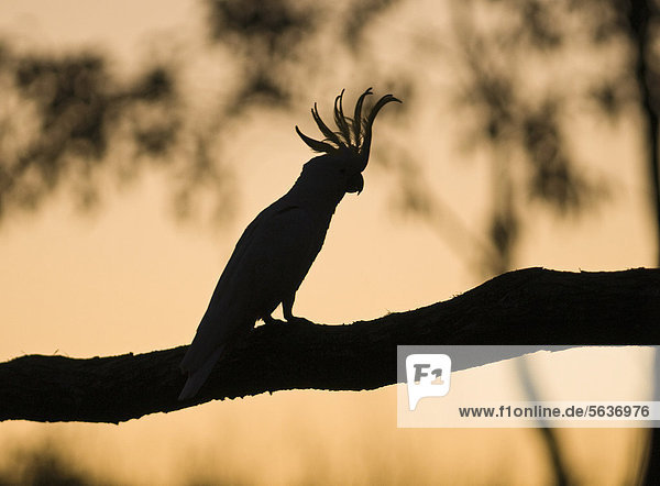 Gelbhaubenkakadu (Cacatua galerita)  ausgewachsener Vogel sitzt auf Zweig  Silhouette bei Sonnenuntergang  Miles  Queensland  Australien