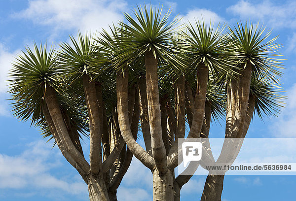 Canary Islands Dragon Tree or Drago (Dracaena draco)  crown  Tenerife  Canary Islands  Spain  Europe