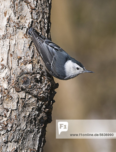 Carolinakleiber (Sitta carolinensis)  ausgewachsener Vogel sitzt an einem Baumstamm  Scandia Crest  in der Nähe von Albuquerque  New Mexico  USA