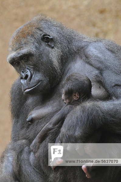 Westlicher Flachlandgorilla (Gorilla gorilla gorilla)  Mutter und Jungtier  Vorkommen in Afrika  Zoo  Niedersachsen  Deutschland  Europa
