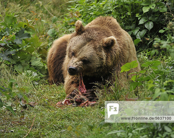 Europäischer Braunbär (Ursus arctos)  frisst Beutetier Reh (Capreolus capreolus)  Gehegezone Nationalpark Bayerischer Wald  Bayern  Deutschland  Europa