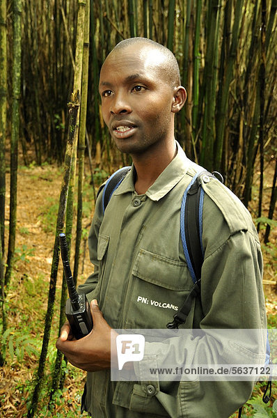 Park guide with a radio during a gorilla trekking trip at the foot of the Gahinga volcano  Volcanoes National Park  Parc National des Volcans near the village of Kinigi  Rwanda  Africa