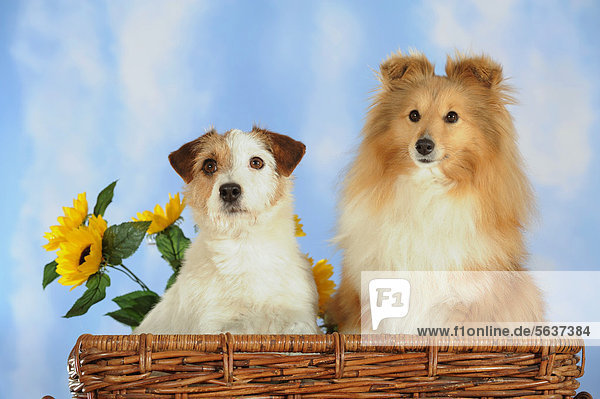 Jack Russell Terrier und Sheltie in Weidenkorb