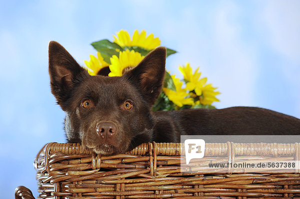 Kelpie chocolate hotsell