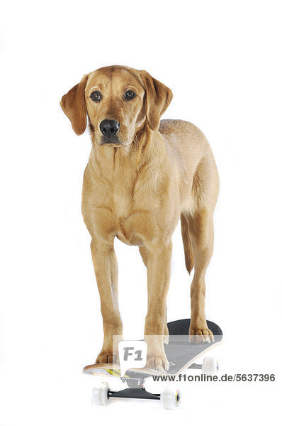 Labrador Retriever  junge Hündin  Farbton Gelb  steht auf Skateboard