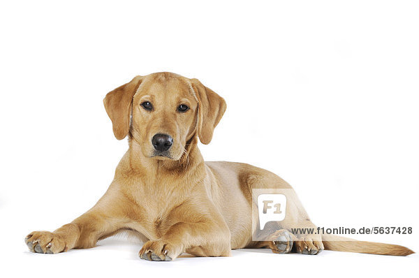 Labrador Retriever  junge Hündin  Farbton Gelb  liegend